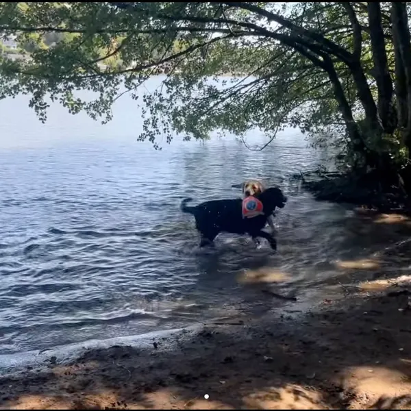 Chiens guides en vacances — orthopédagogie et animaux