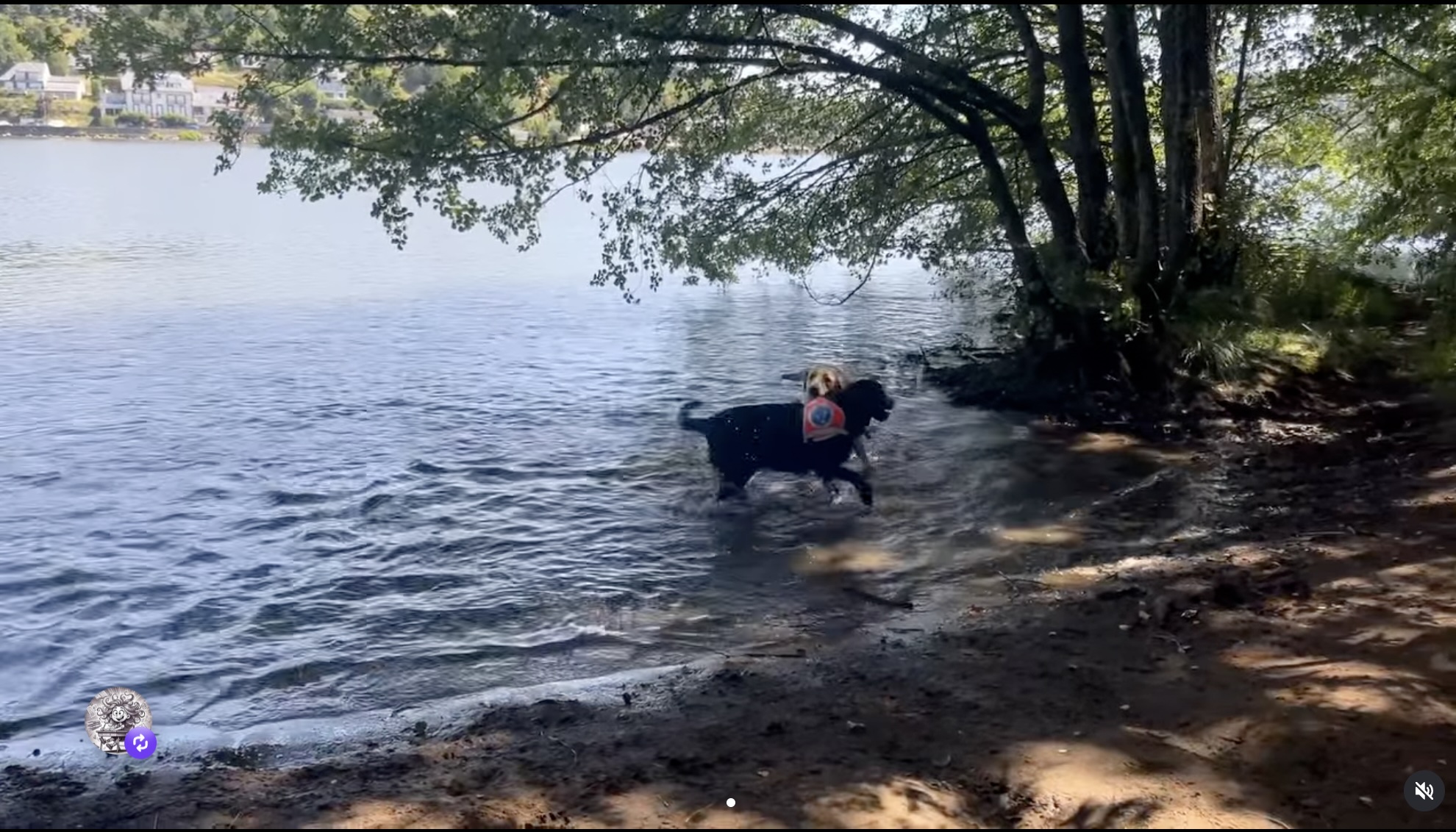 Chiens guides en vacances — orthopédagogie et animaux
